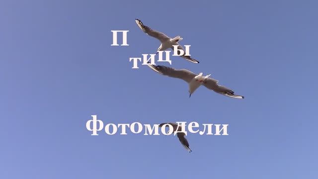Крылатые фотомодели / Фотоохота  / Птицы