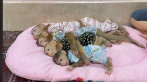 Обезьянки 4 малехи обнимают маму Притащили матрац Улеглись спать Обнялись славняшки