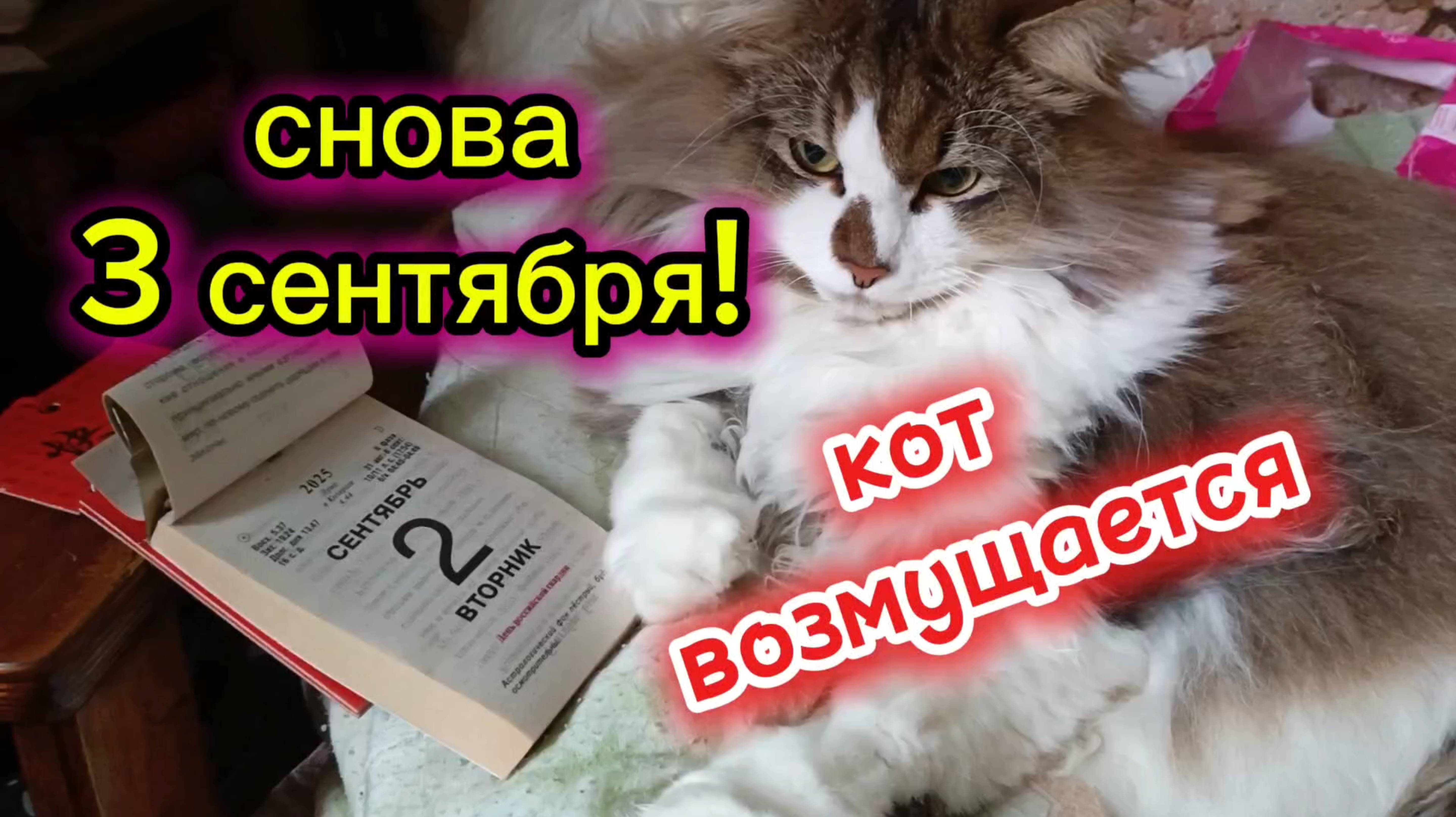 И снова 3 сентября. Кот возмущается. Кошки с озвучками.