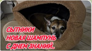 САМВЕЛ АДАМЯН, СЫТНИКИ, НОВАЯ ШАМПУНЬ, С ДНЕМ ЗНАНИЙ..