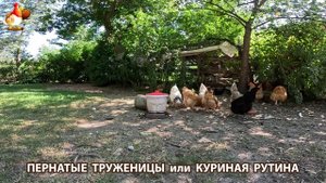 Куры несушки свободного выгула и их обычная куриная рутина – эпизод (667)