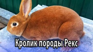 Кролик породы Рекс ценность меховых изделий