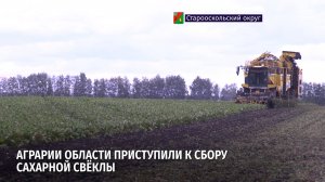 Аграрии области приступили к сбору сахарной свёклы