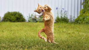 ПРИКОЛЫ С ЖИВОТНЫМИ ДО СЛЕЗ #173 Смешные КОТЫ И СОБАКИ  Приколы