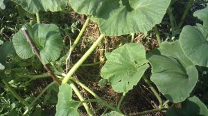 С целью лучшего освещения Солнцем поднял ветку тыквы на деревянной подпорке (ветке)