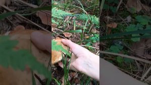 #лес#природа#красота поход в леис номер 2