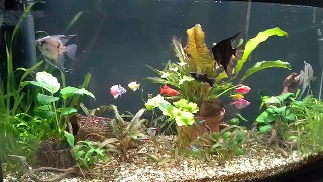 Мои аквариумы 02.09.2025г. смотреть онлайн