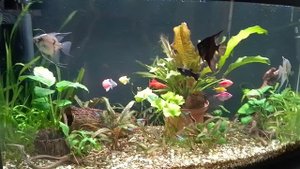 Мои аквариумы 02.09.2025г.