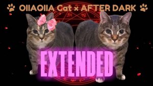 OIIAOIIA CAT × AFTER DARK (EXTENDED)