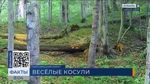 Фотоловушка запечатлела резвящихся косуль в заказнике под Туапсе