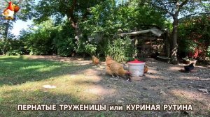 Куры несушки свободного выгула и их обычная куриная рутина – эпизод (665)