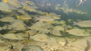 Куба. Фридайвинг. Нырялка в кубинских манграх на острове Кайя Коко.