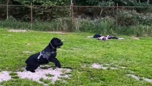 Первые занятия ЗКС, сына Пули и Зигзага, Роман-Кош Цертуса Амикуса
 1.09.25. Москва