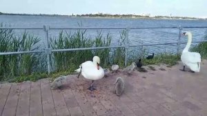 МУКБАНГ с прогулки