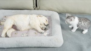 Что сделает котенок, когда найдёт спящего щенка