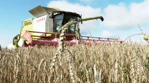 Газинур Ахметшин: «Каждый погожий день — на вес золота»