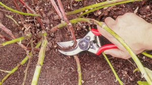 Готовим малину к зиме: как правильно обрезать отплодоносившие побеги и когда это лучше сделать