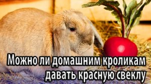 Можно ли домашним кроликам давать красную свеклу