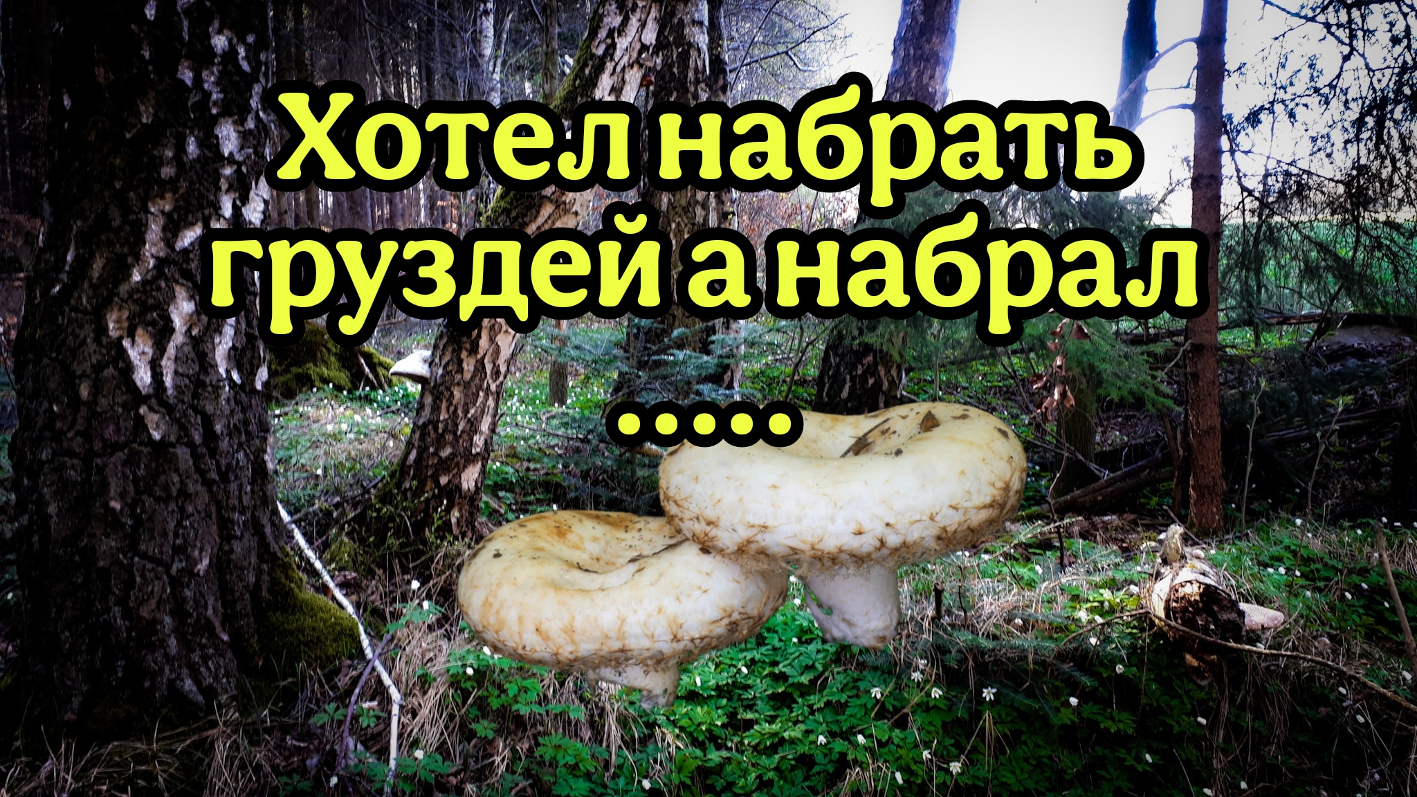 Грибы. Хотел набрать груздей а набрал.... смотреть онлайн