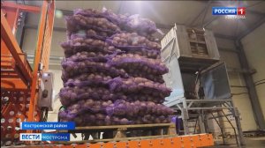 Свое – вкуснее: костромские овощи укрепятся на полках магазинов сети «Пятерочка»