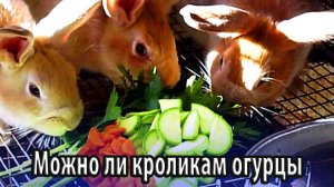 Можно ли кроликам огурцы и как их правильно скармливать