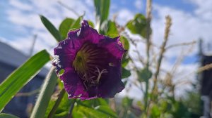 Убираем урожай.Рассудите, не глюк ли это? Саяногорск Хакасия