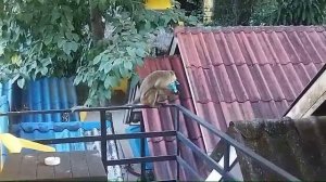 нашествие обезьян