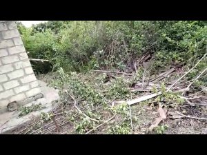 Земляника и смородина