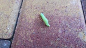 Гусля ползучая