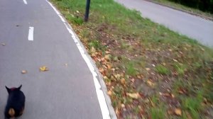 РАЗБОР ВСЯКИХ МОМЕНТОВ В ДРЕССИРОВКЕ СОБАК