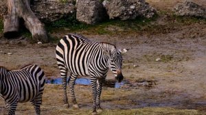 190063-887019481_small