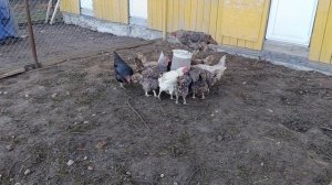 Субъективное мнение про курочек 🐔 Ответы на комментарий 🤔