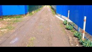 Получила посылку от Нины Павловны. Потеплело. Кизил цветёт, картошка колосится.