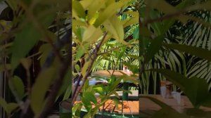 Сочи парк Ривьера...