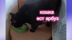 Кошка ест арбуз 🍉