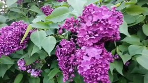 ЕЙСК. ДАЧИ  СНТ ВОСХОД. ПРОДАЁТСЯ ДАЧА ЗА 500 ТЫСЯЧ.