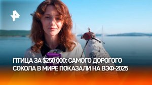 "Сейчас у меня на руках $20 тысяч": самый дорогой сокол в мире на форуме "День сокола" в рамках ВЭФ