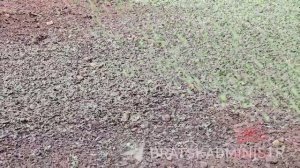 Зеленый ковер высаживают на придомовых территориях в Братске