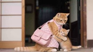 Из жизни котика