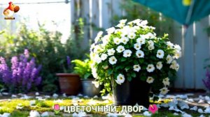 Цветы на участке и во дворе как красиво посадить фото идеи для вдохновения (41)