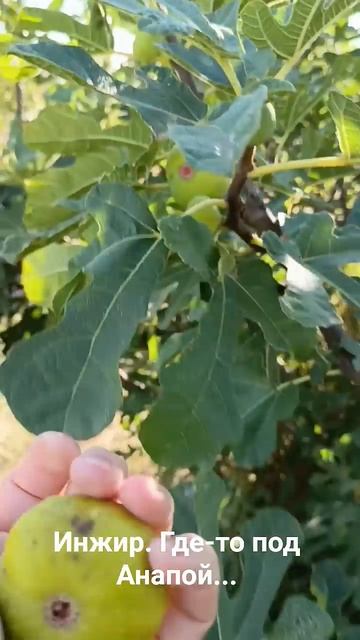 Так растет инжир..) #анапа #жизньуморя смотреть онлайн