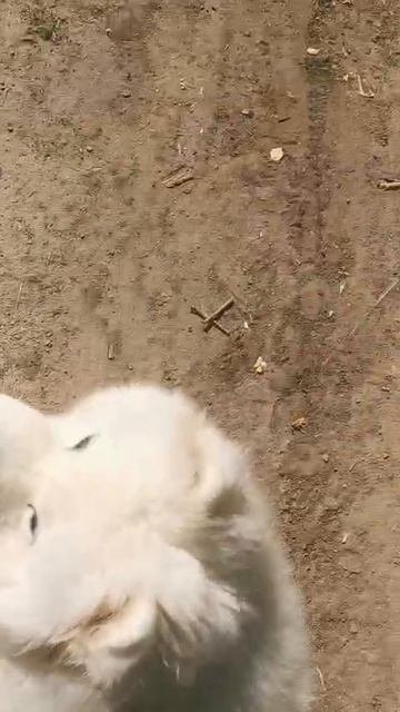 Самоедская собака
