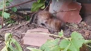 кошка поймала мышку для котенка