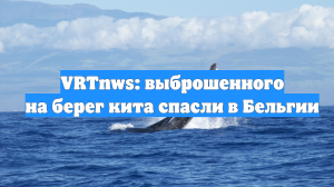 VRTnws: выброшенного на берег кита спасли в Бельгии