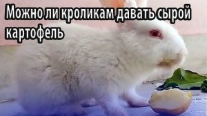 Можно ли кроликам давать сырой картофель
