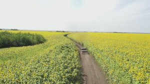 КФХ Вячеслава Василюка: красавец-подсолнечник высотой 2,5 метра по органической технологии