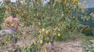 Начало сентября на Кубани. Собрали грушу. Ждем дождь. Дом на юге