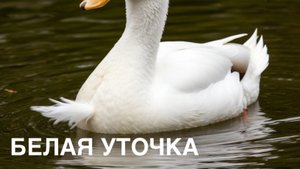 Сказка «БЕЛАЯ УТОЧКА».