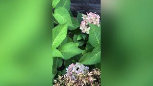 Гортензия Бесконечное лето: мой опыт выращивания из черенка