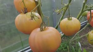 Обзор томатов в теплице. г. Киров